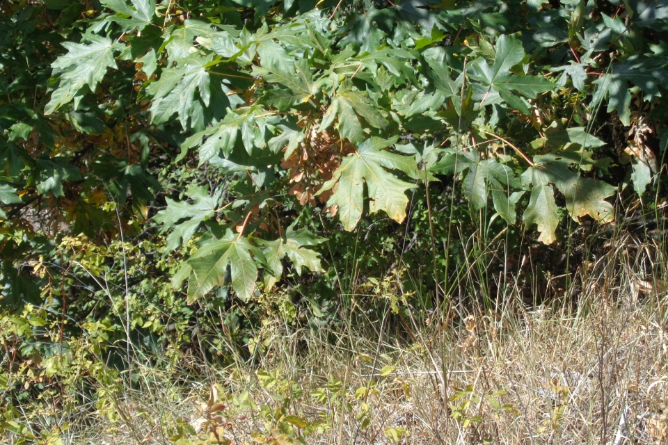 DSC00424