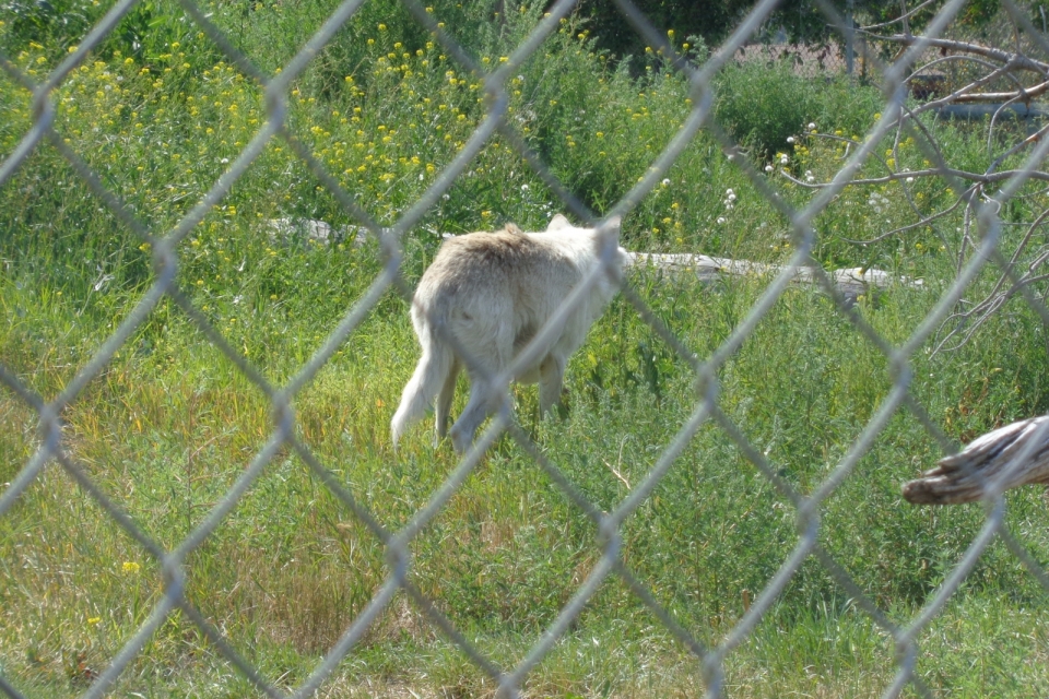 DSC00511