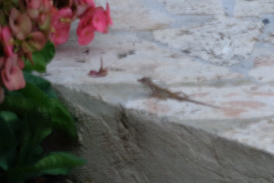 DSC00329
