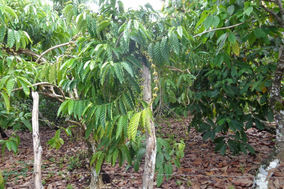 DSC00454
