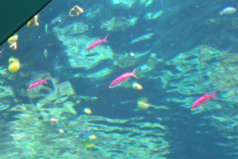 DSC00225