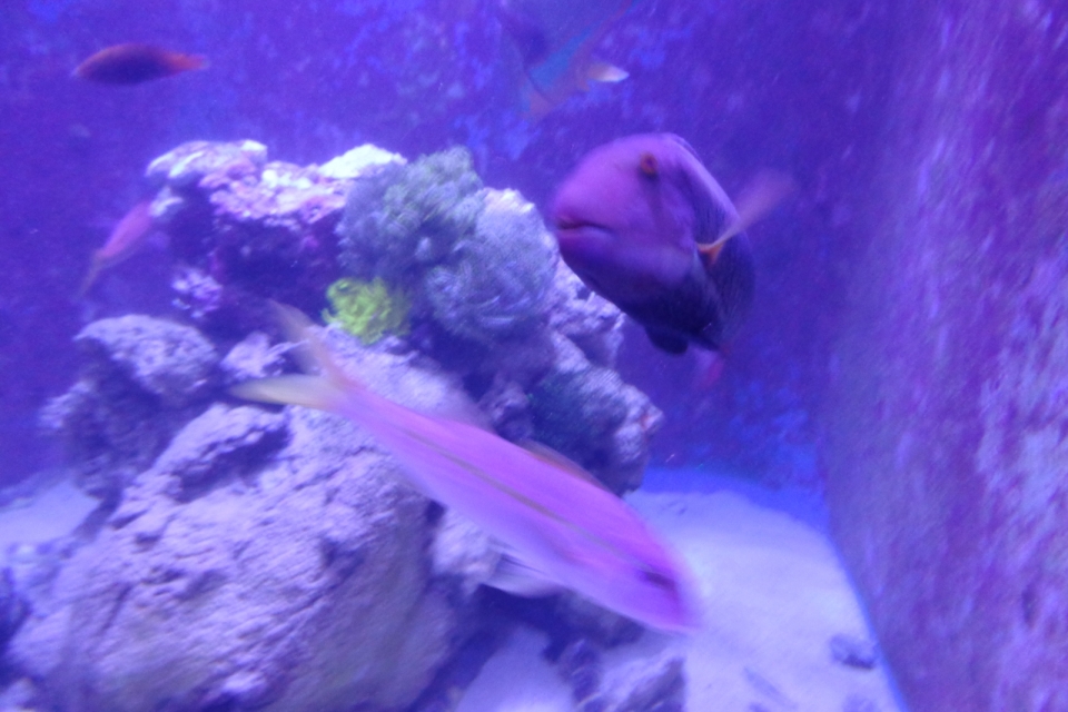DSC00260