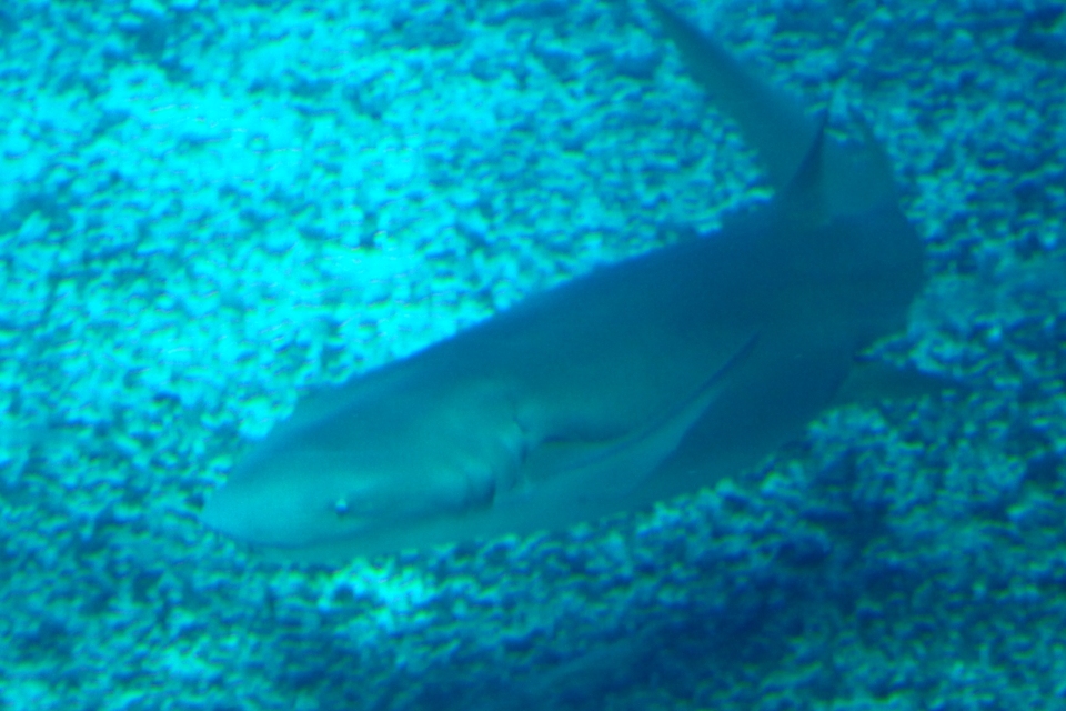 DSC00274
